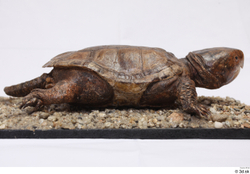 Turtles Animal photo references